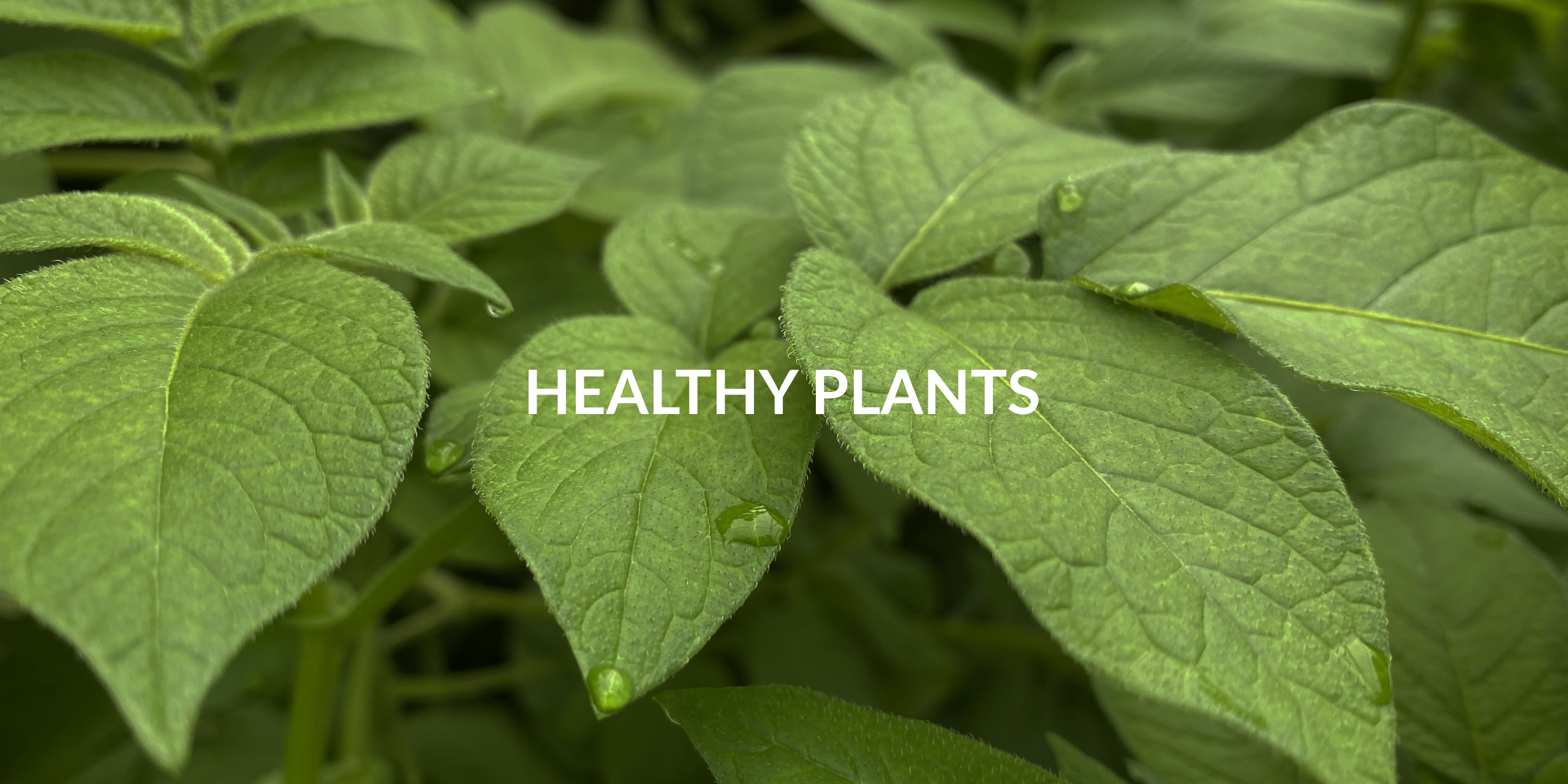 Healthy Plants